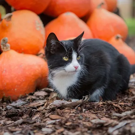 Raupennest Mit Blockhaussauna Pensionat Bautzen